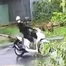  Cây phượng bật gốc kéo đứt dây điện, hai thanh niên chạy xe va trúng bị giật tử vong