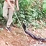  Video nữ kiểm lâm bắt rắn hổ mang chúa dài 4m, nặng 20kg gần khu dân cư