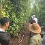  Người phụ nữ bị sát hại tại nhà nghỉ: Nghi phạm trốn vào rẫy cà phê uống thuốc độc, đã chết