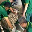  Hổ trắng Ngộ Không chết vì bệnh sau 10 năm sinh ra và lớn lên ở Thảo cầm viên Sài Gòn