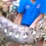  Người đàn ông mất tích khi cho gà ăn, thi thể được tìm thấy trong bụng con trăn dài 8m ở Indonesia
