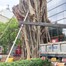 Cây bồ đề ngã ra đường Đinh Tiên Hoàng ở TP.HCM đã được trồng lại