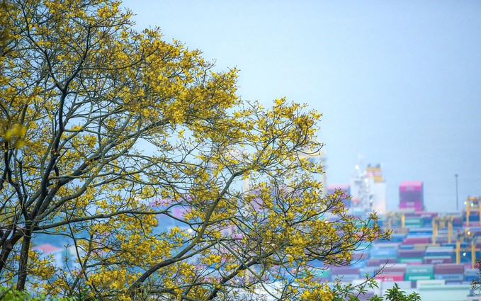 Sơn Trà mùa hoa nở, mùa voọc về