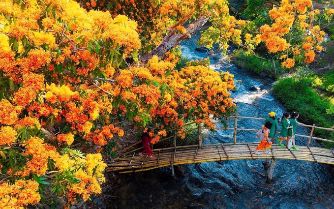 Mùa hoa rì rừng vàng rực đại ngàn phía tây Đà Nẵng