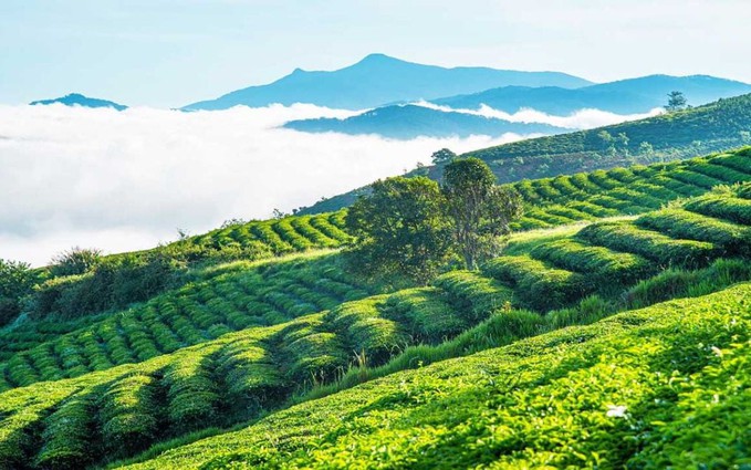 Đồi chè Cầu Đất