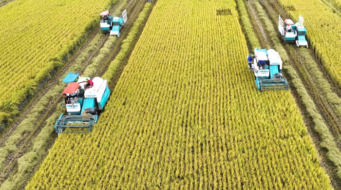 Áp dụng cơ giới hóa trong thu hoạch lúa