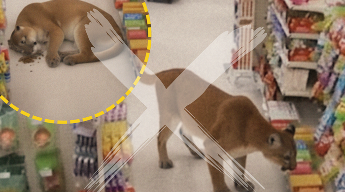 Có không chuyện sư tử 'phê cỏ mèo' trong cửa hàng thú cưng ở ...