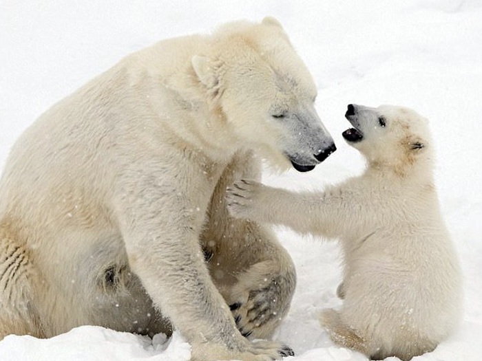 Ảnh mẹ con gấu Bắc cực 'sưởi ấm trái tim' - Tuổi Trẻ Online