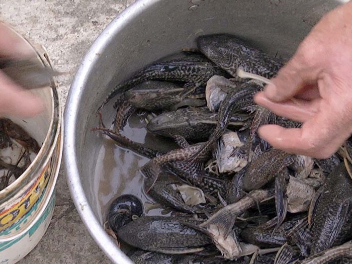 Tại sao c&aacute; lau kiếng đang bị 'căm gh&eacute;t'? - Tuổi Trẻ Online