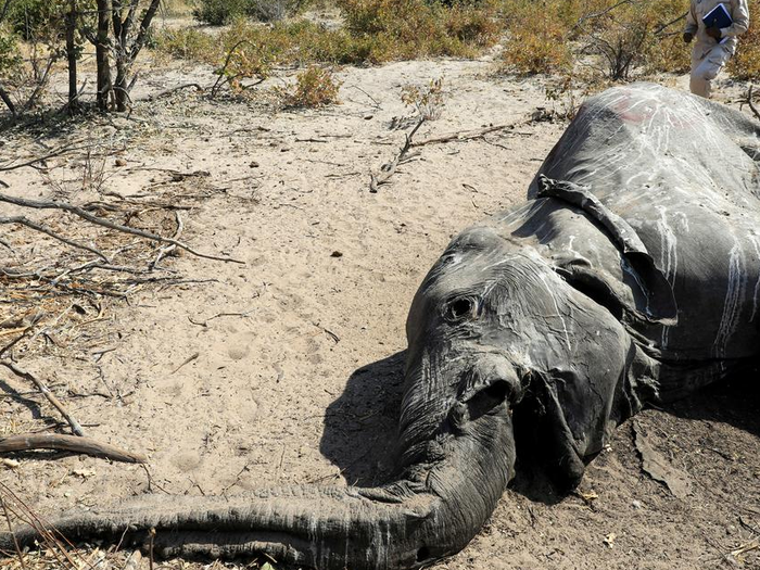 Blanquita's Transformation: From Abandonment to Renewed Hope 350 con voi chết bí ẩn ở nhiều tư thế - Tại sao? - Tuổi Trẻ Online