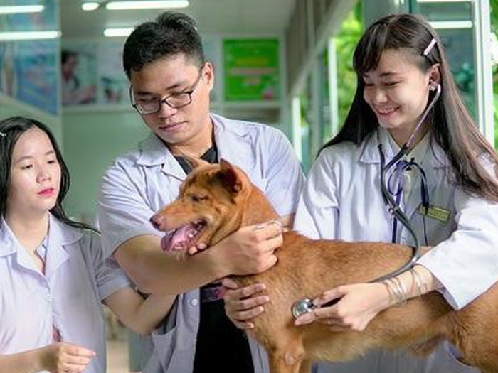 Ngành thú y là gì? Cơ hội và mức lương ngành thú y bao nhiêu? - Tuổi Trẻ  Online