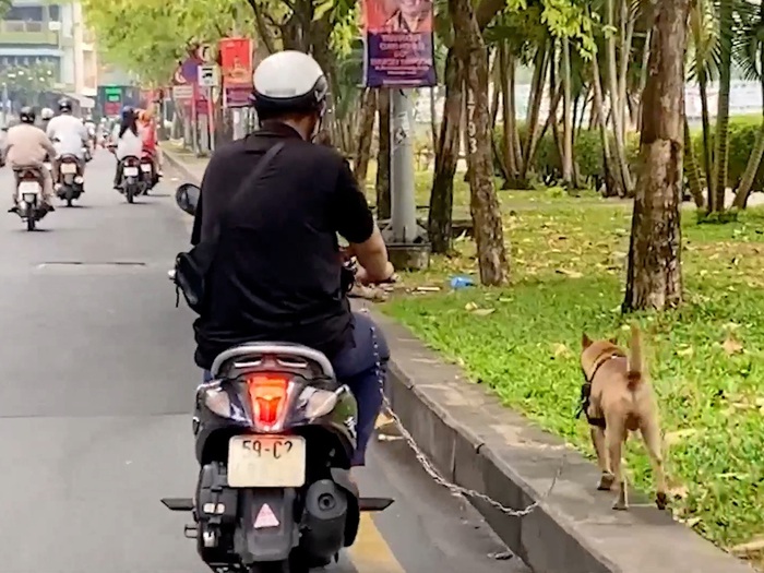 Đi xe máy chở 'thú cưng', tài xế có thể bị phạt tới 14 triệu đồng nếu gây  tai nạn