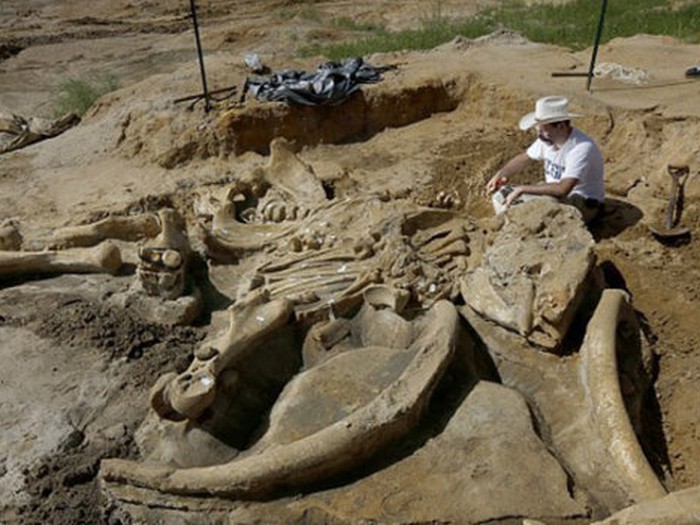 Phát hiện bộ xương voi hoá thạch 60.000 năm tuổi - Tuổi Trẻ ...