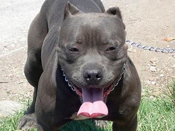 Chó cắn bé 4 tuổi, chủ đi tù - Tuổi Trẻ Online