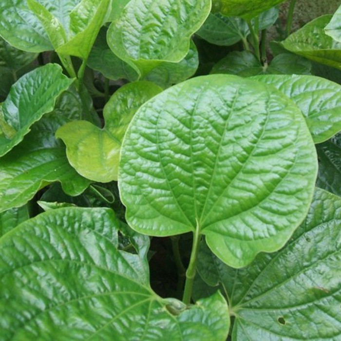 Tác dụng tuyệt vời của cây lá lốt trong điều trị đau nhức xương khớp - Tuổi  Trẻ Online