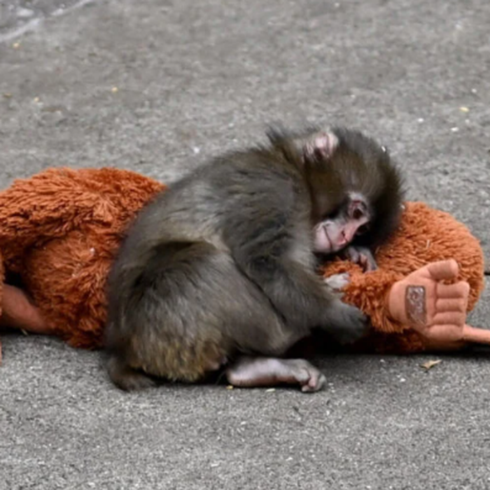 Cái ôm 'gây bão' của chú khỉ Punch khiến thú bông IKEA cháy ...
