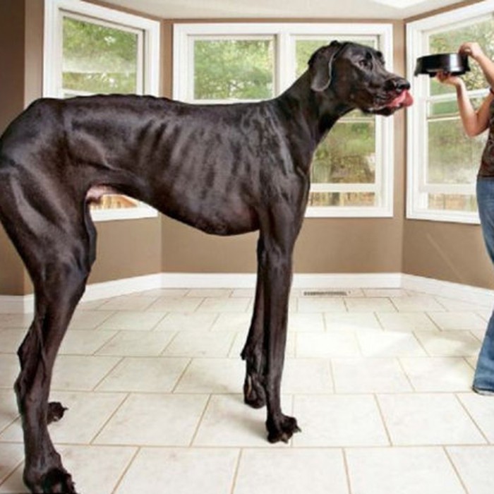 Chó cao nhất thế giới - Tuổi Trẻ Online