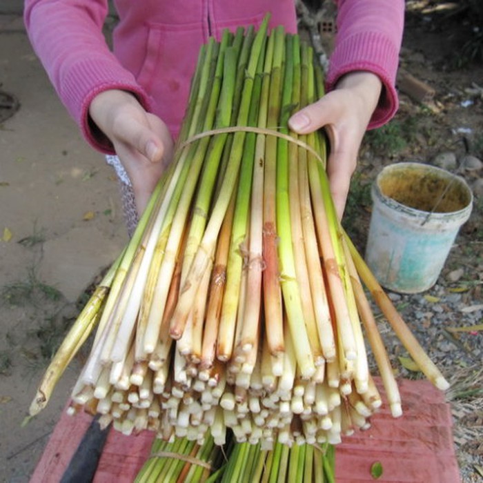 Năn bộp xào tép, món ăn dân dã miền Tây - Tuổi Trẻ Online