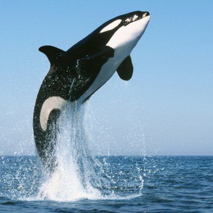 Cá voi sát thủ sống cả thế kỷ qua đời - Tuổi Trẻ Online