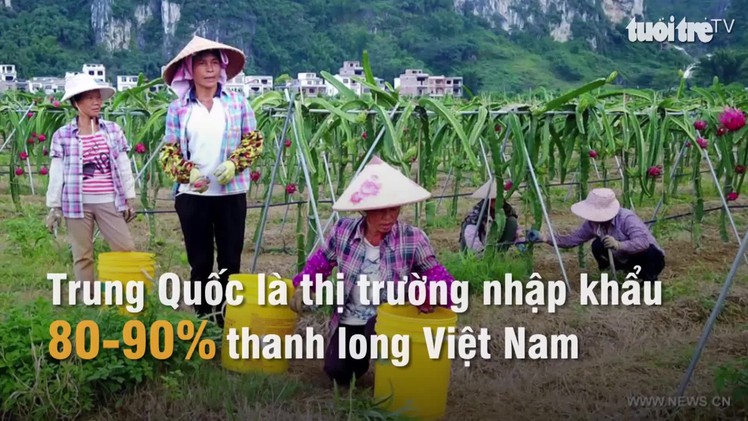 Trung Quốc ồ ạt trồng thanh long cạnh tranh với Việt Nam