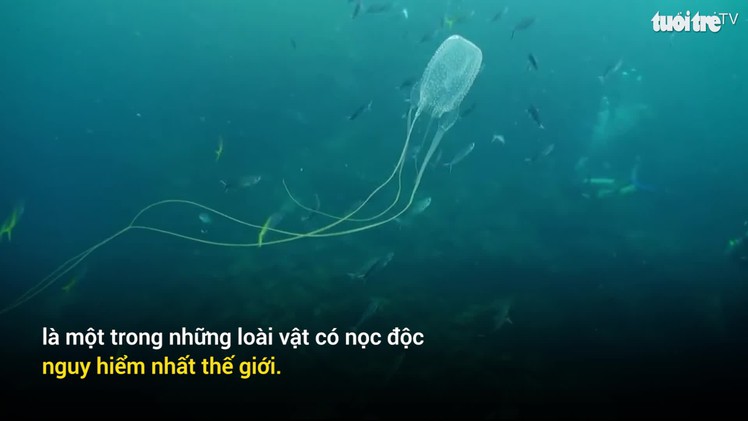 Sứa hộp - sát thủ ngầm dưới đại dương