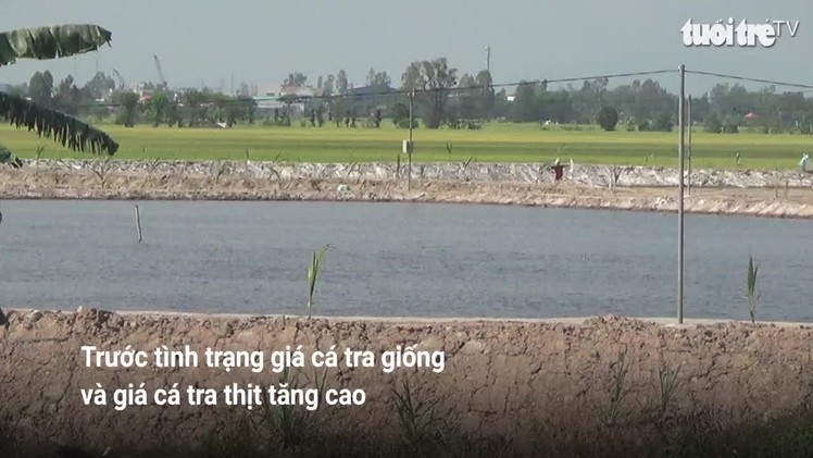 Báo động tình trạng chuyển đất lúa thành ao nuôi cá tra giống