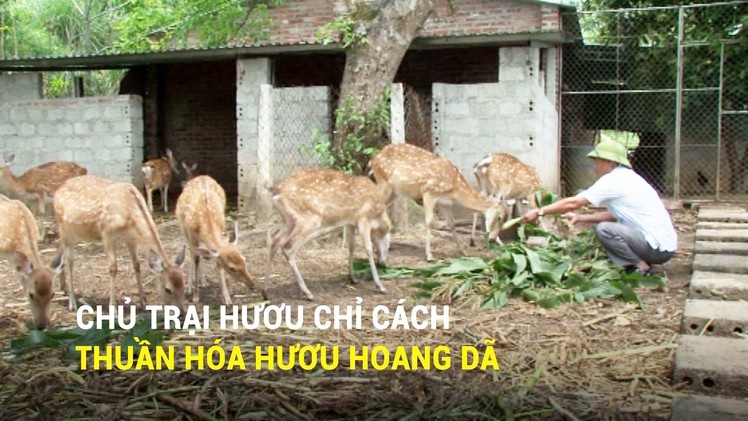 Chủ trại hươu chỉ cách thuần hóa hươu hoang dã