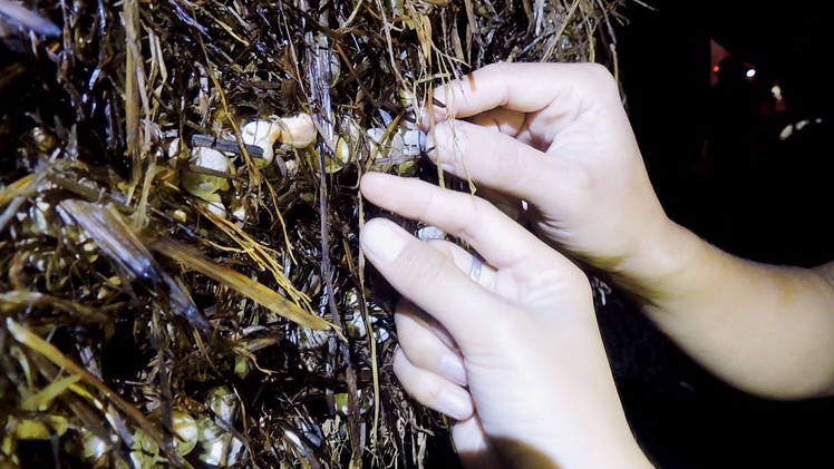 Trang trại nấm sạch của kỹ sư trẻ