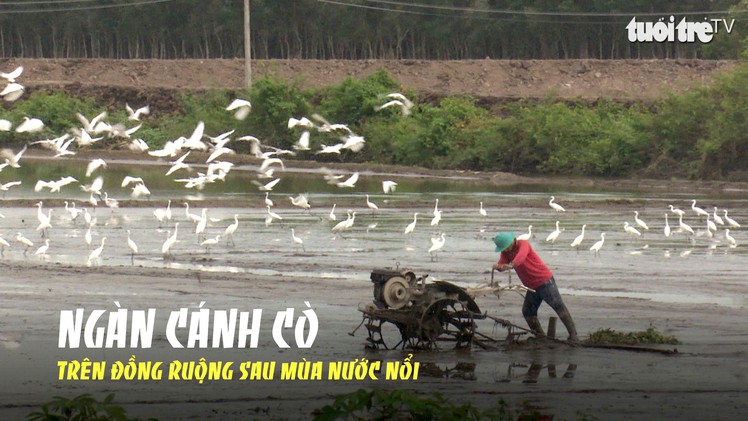 Lung linh với ngàn cánh cò săn mồi trên đồng ruộng sau mùa nước nổi