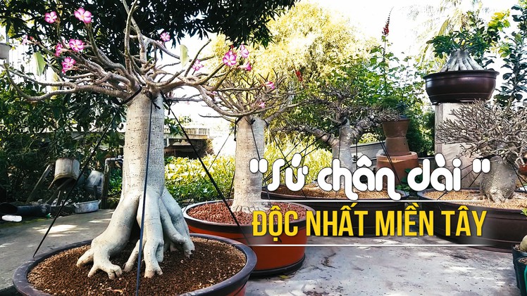 Lạ mắt hoa “Sứ chân dài” độc nhất miền Tây