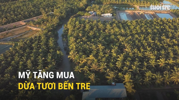 Mỹ tăng mua dừa tươi Bến Tre