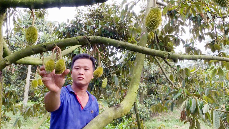 Mùa sầu riêng nghịch vụ kém vui