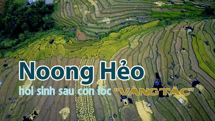 Noong Hẻo hồi sinh sau cơn lốc “vàng tặc”