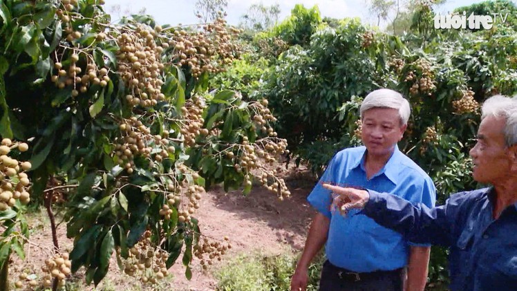 Kỳ vọng mùa nhãn Tết ngọt ngào