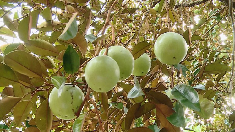 Vú sữa lò rèn được giá, nhà vườn phấn khởi