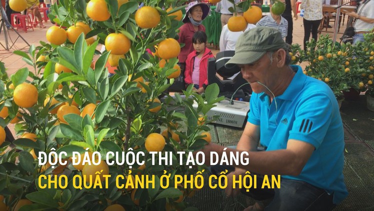 Độc đáo cuộc thi tạo dáng cho quất cảnh ở phố cổ Hội An