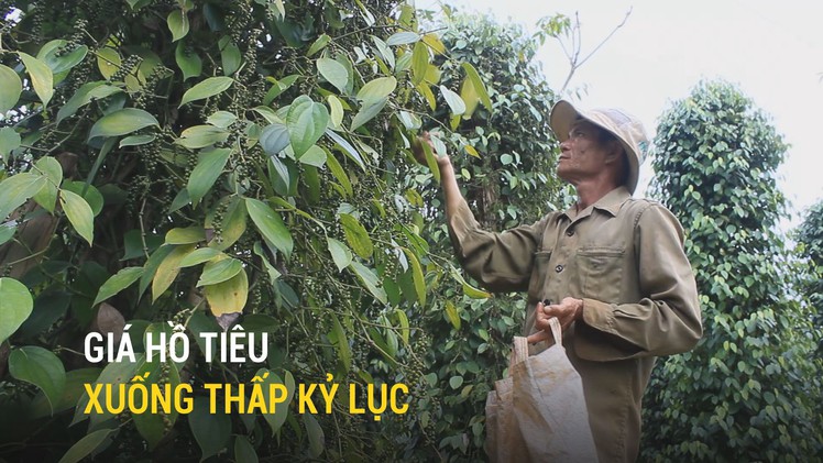 Giá hồ tiêu xuống thấp kỷ lục