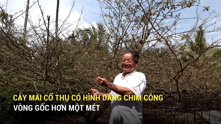 Độc đáo cây mai cổ thụ có dáng chim công, vòng gốc hơn một mét