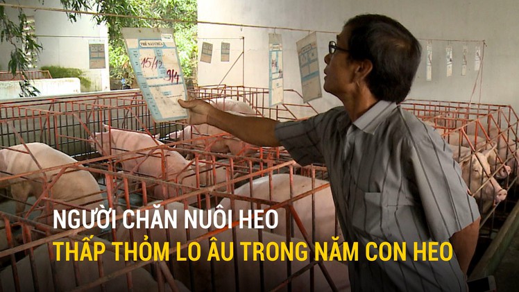 Người chăn nuôi ở thủ phủ heo vẫn chưa hết lo âu trong năm con heo