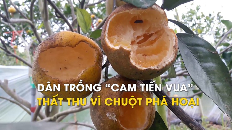 Dân trồng “cam tiến Vua” 70.000 đồng/quả thất thu vì chuột phá hoại