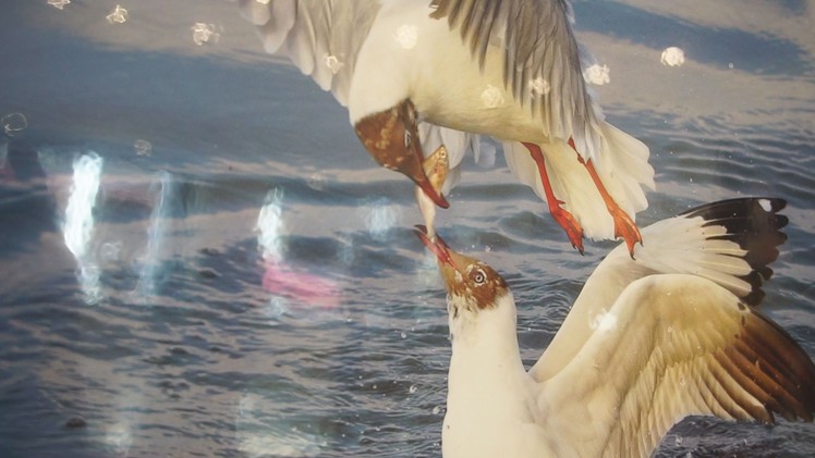 Triển lãm “Khoảnh khắc thiên nhiên” của nhiếp ảnh gia Trần Lam