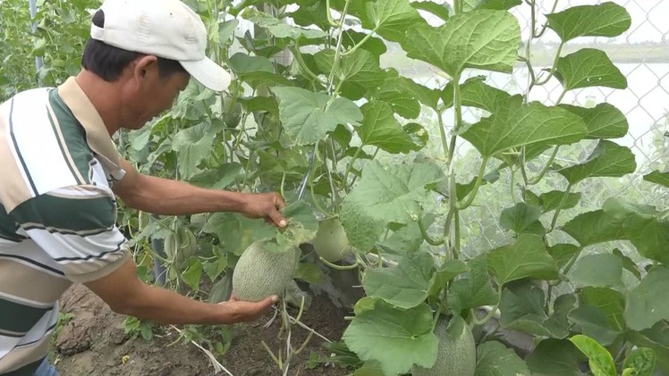 Trồng dưa lưới trên bờ bao vuông tôn, một nông dân Sóc Trăng thu về gần 50 triệu đồng