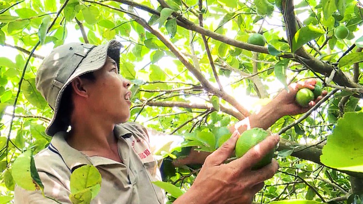 Chuyển đổi đất trồng mía kém hiệu quả thành vùng chuyên canh chanh không hạt