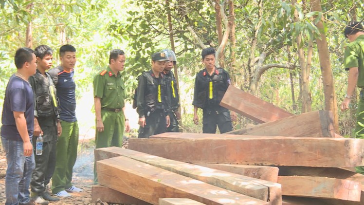 Xem xét kỷ luật giám đốc công ty lâm nghiệp liên tiếp để mất rừng