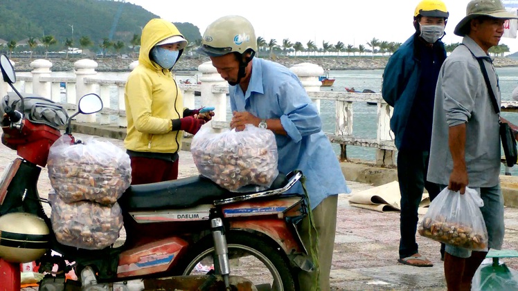 Nhộn nhịp thu mua ốc nhảy lặn bắt từ Trường Sa