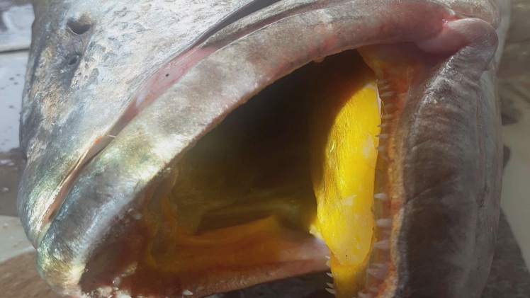 Ngư dân bắt được cá nặng gần 14kg, nghi cá sủ vàng