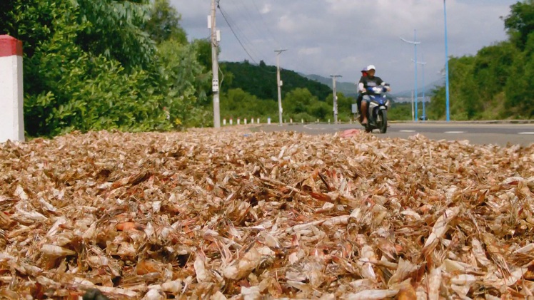 Phơi đầu tôm phế thải ô nhiễm tuyến đường biển đẹp nhất Nha Trang