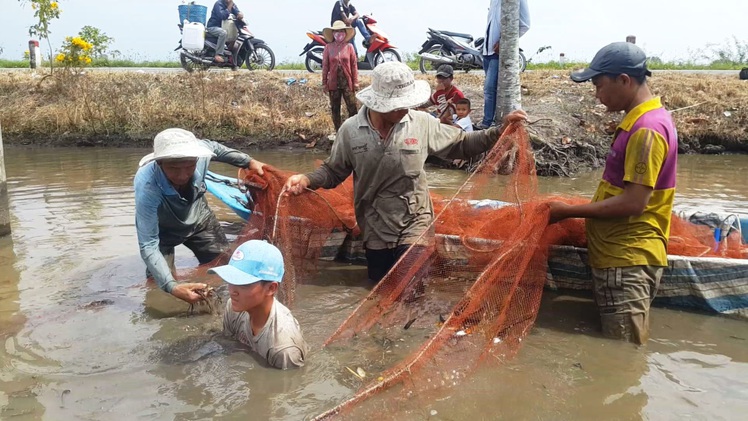 Rộn ràng mùa thu hoạch cá ruộng