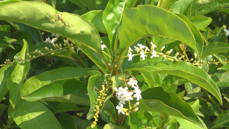 Hoa lài Thái thơm lừng thu hút khách