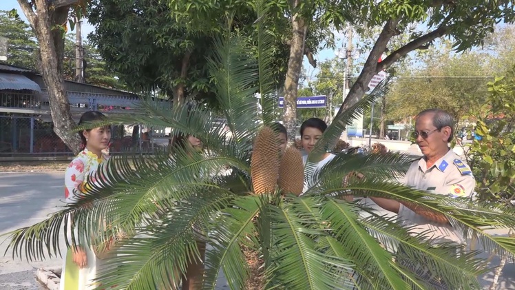 Ngắm cây vạn tuế hơn 100 tuổi trổ 2 bông
